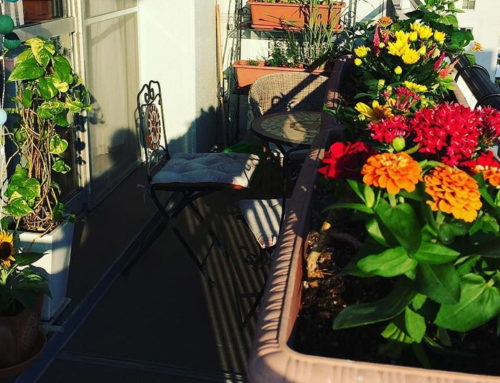 How to Make the Perfect East Facing Balcony Garden