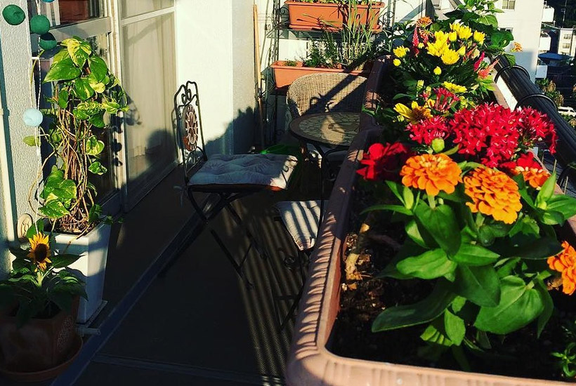 how to make the perfect east facing balcony garden