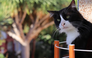 how to keep cats off your balcony railing