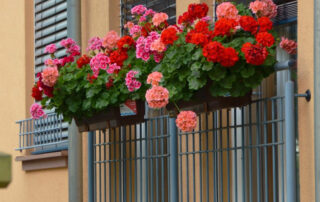 the best flowers for apartment balconies in Northern California