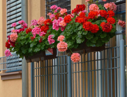 The Best Flowers for Apartment Balconies in Northern California