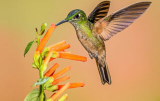 how to attract hummingbirds to your balcony