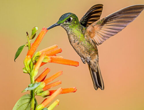 How to Attract Hummingbirds to Your Balcony