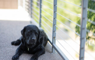 is cable railing safe for dogs?