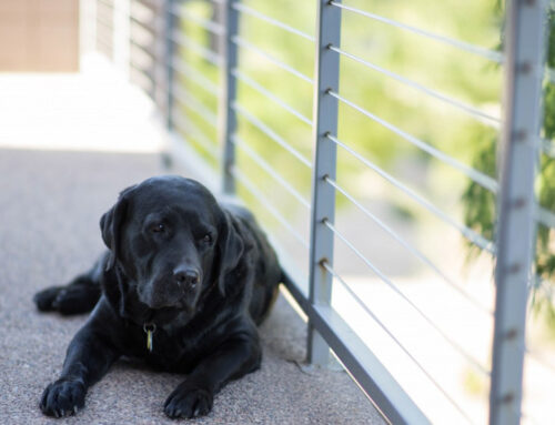 Is Cable Railing Safe for Dogs?