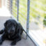 is cable railing safe for dogs?