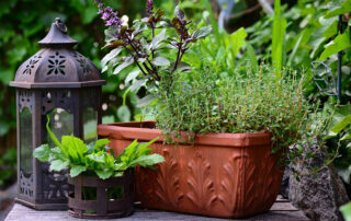 the easiest plants to grow on a balcony in Northern California