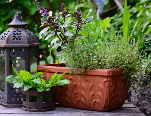 The Easiest Plants to Grow on a Balcony in Northern California