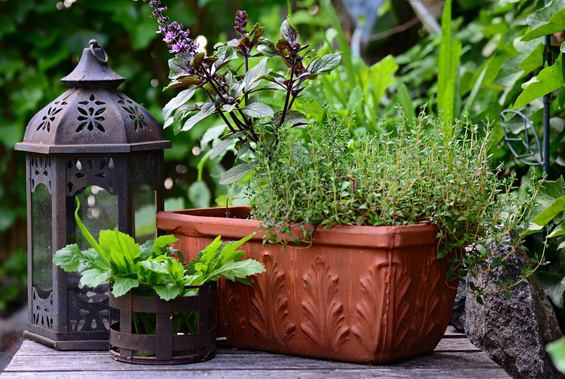 the easiest plants to grow on a balcony in Northern California