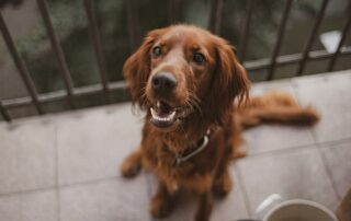 pet-friendly balcony design: creating a safe and happy space for your furry friend